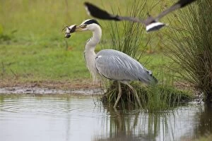 Grey Heron preying on Lapwing chick - with adult