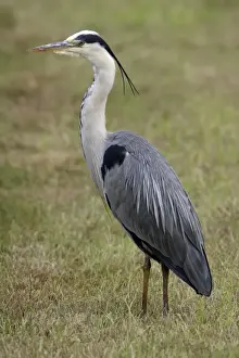 Grey Heron-resting on meadow, Isle of Texel, Holland