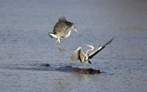 Grey Heron - Two rivals dispute over the best hunting