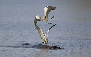 Ardea Gallery: Grey Heron - Two rivals dispute over the best hunting ground