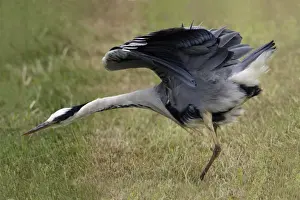 Shaking Prints: Grey Heron-shaking itself after preening, on meadow, Isle of Texel, Holland
