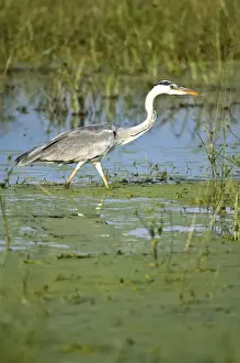 Deltas Prints: Grey Heron - Stalking prey - Okavango Delta - Botswana
