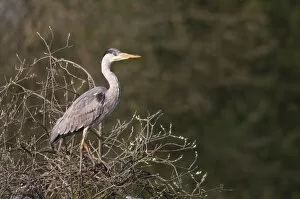 Images Dated 13th April 2009: Grey Heron - standing in tree in late evening light