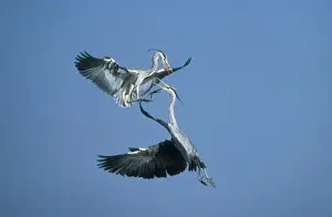Grey Heron USH 507 2 birds in aerial combat Ardea cinerea © Duncan Usher / ardea. com