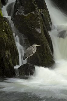 Grey Heron waiting for prey at River Conwy falls Autumn