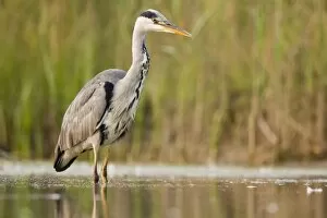 Grey Heron - Waiting in shallow water for passing fish
