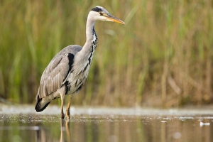 Images Dated 10th August 2003: Grey Heron - Waiting in shallow water for passing fish