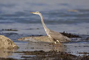 Searching Prints: Grey Heron - walking through rockpools looking for food - Shell Island - North Wales - UK