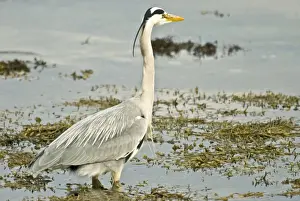 Grey Heron - In water at edge of loch - Mull - Scotland