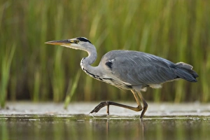 Images Dated 10th August 2003: Grey Heron - Waterlevel perspective of bird stalking fish in shallow water