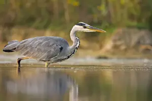 Riverside Prints: Grey Heron Waterlevel perspective of bird stalking fish in shallow water. Cleveland. UK