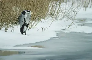 Anthropomorphic Prints: Grey Heron in winter in snow by lake