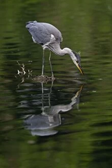 Images Dated 15th June 2012: Grey Heron - young bird hunting for food