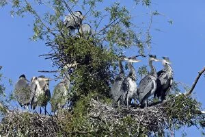 Images Dated 14th May 2012: Grey Heron - young birds at heronry