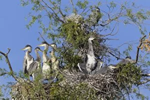 Images Dated 11th May 2012: Grey Heron - young birds sunbathing in heronry