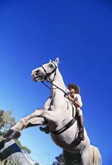Bridles Gallery: GREY HORSE - Jumping with rider Karen McCullum