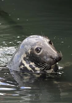 Grey / Horsehead Seal - looking out of water Germany