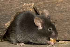 Images Dated 16th August 2005: Grey / House Mouse - feeding