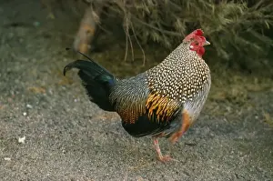 Grey Junglefowl