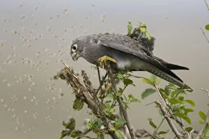 Grey Kestrel, Falco ardosiaceus, perched