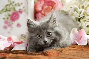 Grey Kitten - two months old