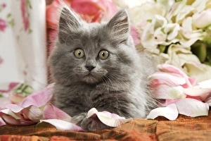 Cat - two Grey Kittens