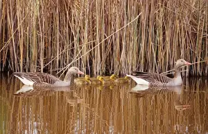 Reedbed Prints: Grey lag Geese - pair with seven chicks
