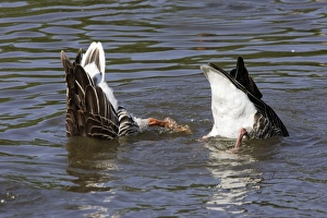 Images Dated 6th May 2005: Grey Lag Goose