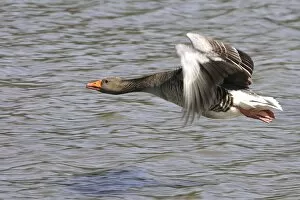 Images Dated 6th May 2005: Grey Lag Goose