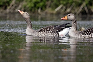 Images Dated 6th May 2005: Grey Lag Goose