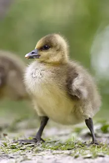 Gosling Prints: Grey Lag Goose young
