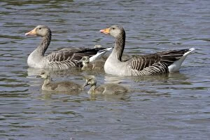 Images Dated 6th May 2005: Grey Lag Goose with youngs