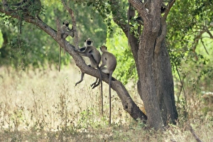 Images Dated 20th June 2008: Grey Langur Monkey Sri Lanka