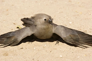 Images Dated 4th September 2006: Grey Lourie / Grey Go-away bird (Corythaixoides concolor), taking a dust-bath. Etosha, Namibia