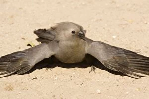 Grey Lourie / Grey Go-away bird - taking a dust-bath