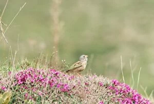 Images Dated 21st April 2008: Grey-necked Bunting Iran