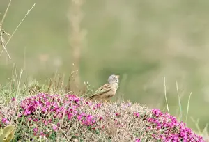 Iran Prints: Grey-necked Bunting Iran