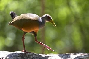 Images Dated 21st October 2011: Grey-necked Wood-rail