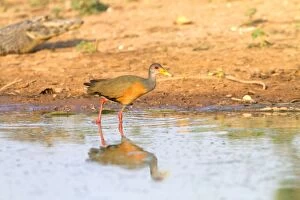 Images Dated 16th April 2011: Grey-necked Wood-rail
