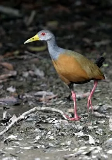 Images Dated 21st April 2004: Grey necked Wood Rail