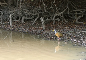 Images Dated 21st April 2004: Grey necked Wood Rail