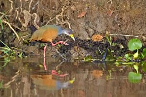 Images Dated 10th October 2014: Grey-necked Wood-rail adult Pantanal area Mato Grosso