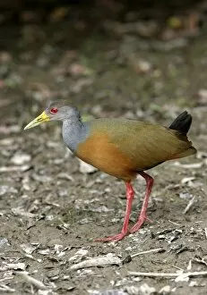 Grey-necked WOOD-RAIL - side view