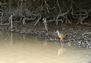 Grey-necked WOOD-RAIL - at water
