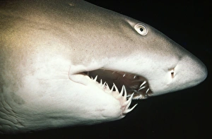 Grey Nurse / Ragged-tooth / Sand Tiger SHARK Grey Nurse / Ragged-tooth / Sand Tiger SHARK