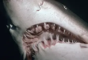 Ragged Tooth Prints: Grey Nurse Shark - Very close shot of Grey Nurse teeth. Seal Rocks, NSW. Australia GNS-011