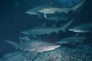 Ragged Tooth Prints: Grey Nurse Shark - School of sharks resting in their favourite location during daytime