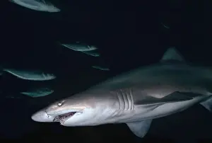 Ragged Tooth Prints: Grey Nurse Shark - Shark in Cave where they often spend daylight hours
