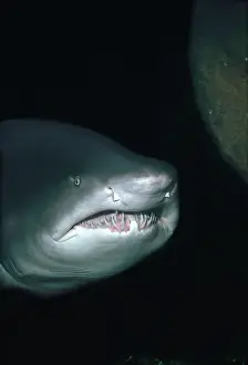Ragged Tooth Prints: Grey Nurse Shark - Shark coming towards camera underwater