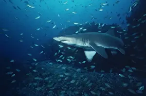 Ragged Tooth Prints: Grey Nurse Shark - Shark surrounded by Mados who share the same habitat